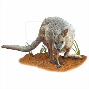 Red-Necked or Bennett's Wallaby illustration