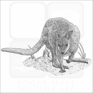 Red-Necked or Bennett's Wallaby black and white drawing