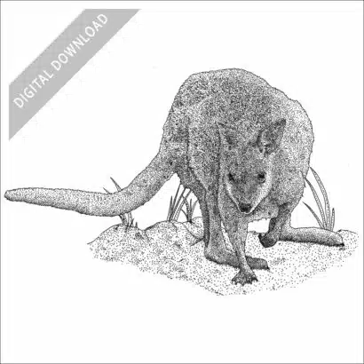 Red-Necked or Bennett's Wallaby black and white stock art drawing