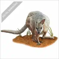 Red-Necked or Bennett's Wallaby stock art drawing