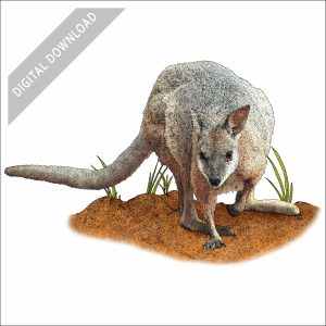 Red-Necked or Bennett's Wallaby stock art drawing