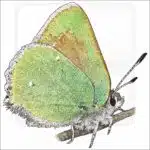 Bramble Hairstreak drawing