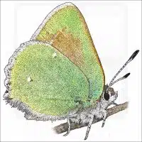 Bramble Hairstreak drawing