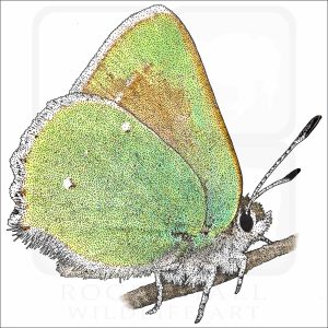 Bramble Hairstreak drawing