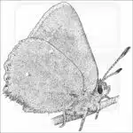 Bramble Hairstreak black and white drawing