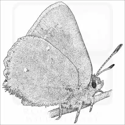 Bramble Hairstreak black and white drawing