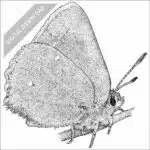 Bramble Hairstreak black and white stock art drawing