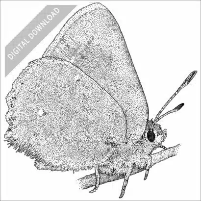 Bramble Hairstreak black and white stock art drawing