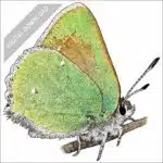 Bramble Hairstreak butterfly stock art drawing
