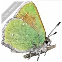 Bramble Hairstreak butterfly stock art drawing