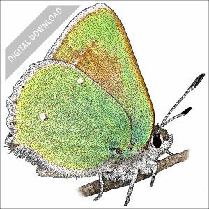Bramble Hairstreak butterfly stock art drawing
