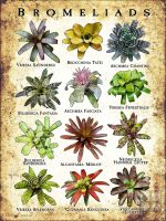 Poster of Bromeliads