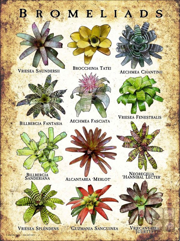 Poster of Bromeliads