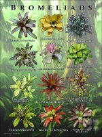 Poster of Bromeliads