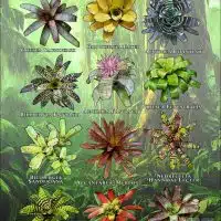 Poster of Bromeliads