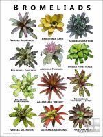 Poster of Bromeliads