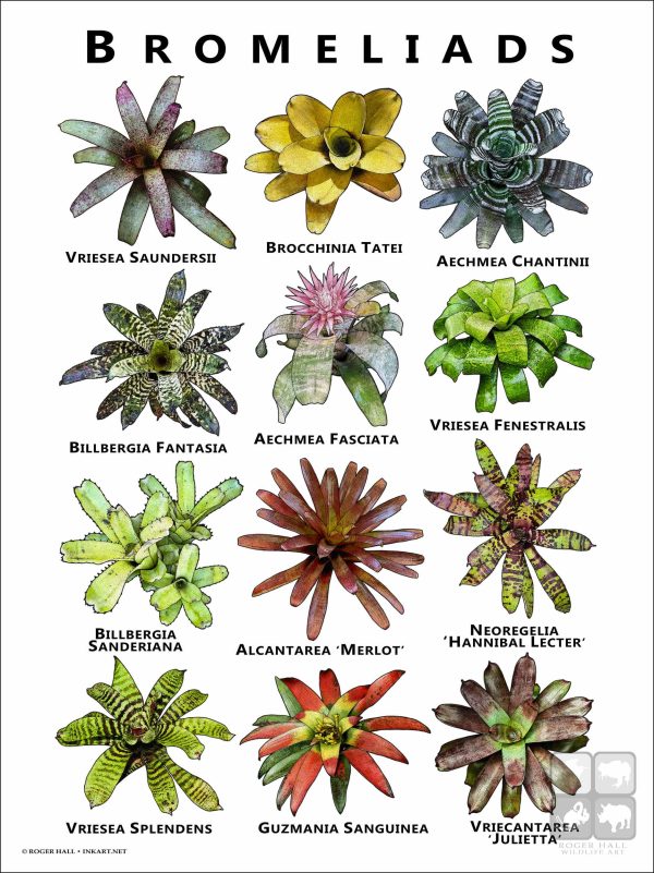 Poster of Bromeliads