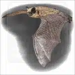 Canyon Bat illustration