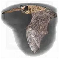 Canyon Bat illustration