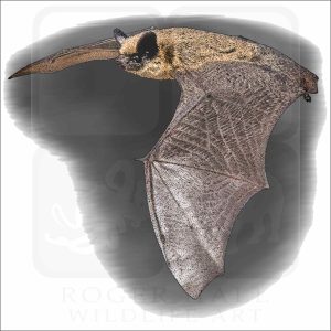 Canyon Bat illustration