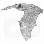 Canyon Bat black and white drawing