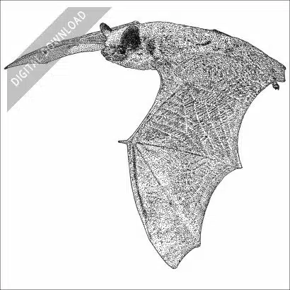 Canyon Bat black and white stock art drawing