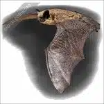 Canyon Bat stock art illustration