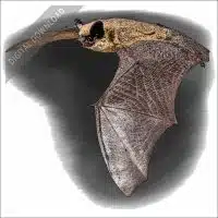Canyon Bat stock art illustration