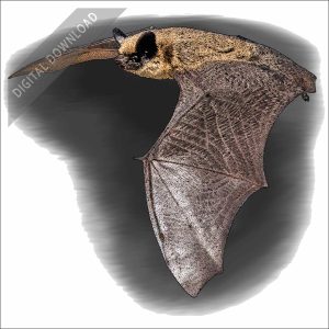 Canyon Bat stock art illustration
