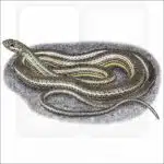 Desert Striped Whipsnake illustration