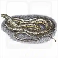 Desert Striped Whipsnake illustration