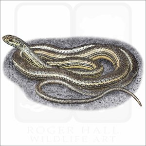 Desert Striped Whipsnake illustration