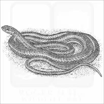 Desert Striped Whipsnake black and white drawing