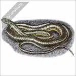 Desert Striped Whipsnake stock illustration