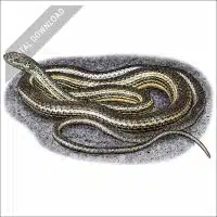 Desert Striped Whipsnake stock illustration
