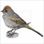 Green-Tailed Towhee fine art drawing