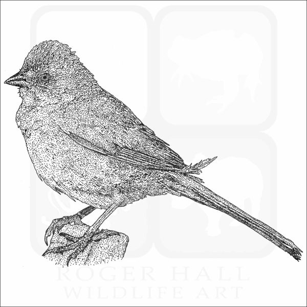 Green-Tailed Towhee black and white drawing