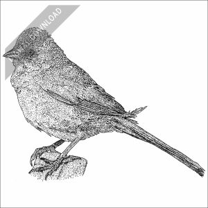 Green-Tailed Towhee black and white stock art drawing