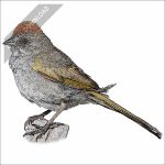 Green-Tailed Towhee stock art drawing