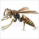Hunter's Little Paper Wasp illustration
