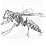 Hunter's Little Paper Wasp black and white drawing