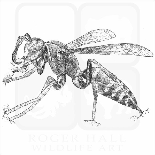 Hunter's Little Paper Wasp black and white drawing