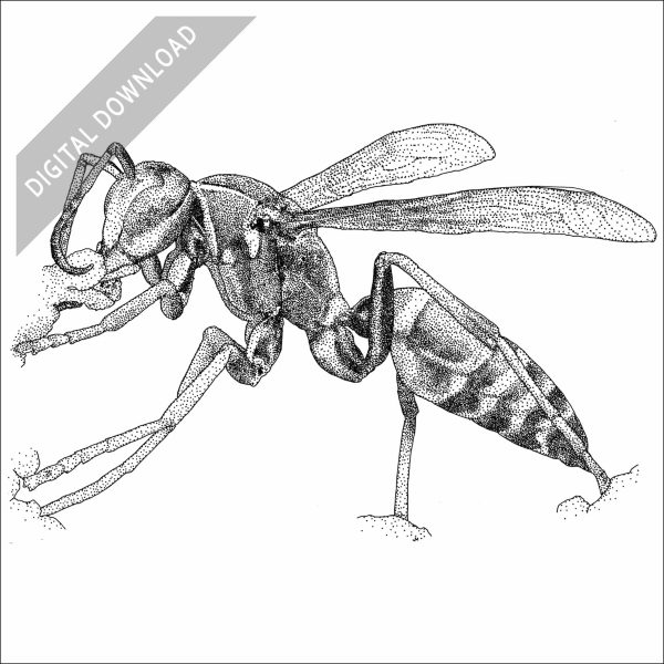 Hunter's Little Paper Wasp black and white stock art drawing