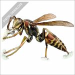 Hunter's Little Paper Wasp stock art drawing