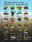 Hymenoptera of North America poster print