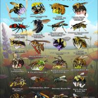 Hymenoptera of North America poster print
