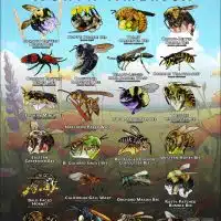 Hymenoptera of North America poster print