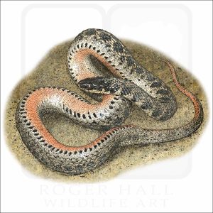 Kirtland's Snake illustration