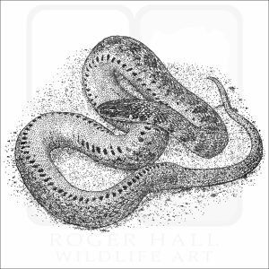 Kirtland's Snake black and white drawing