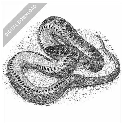 Kirtland's Snake black and white stock art drawing